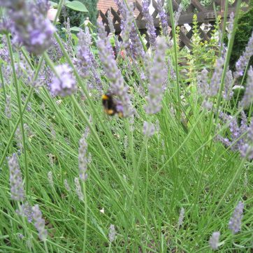 Lavendelblüten mit Biene